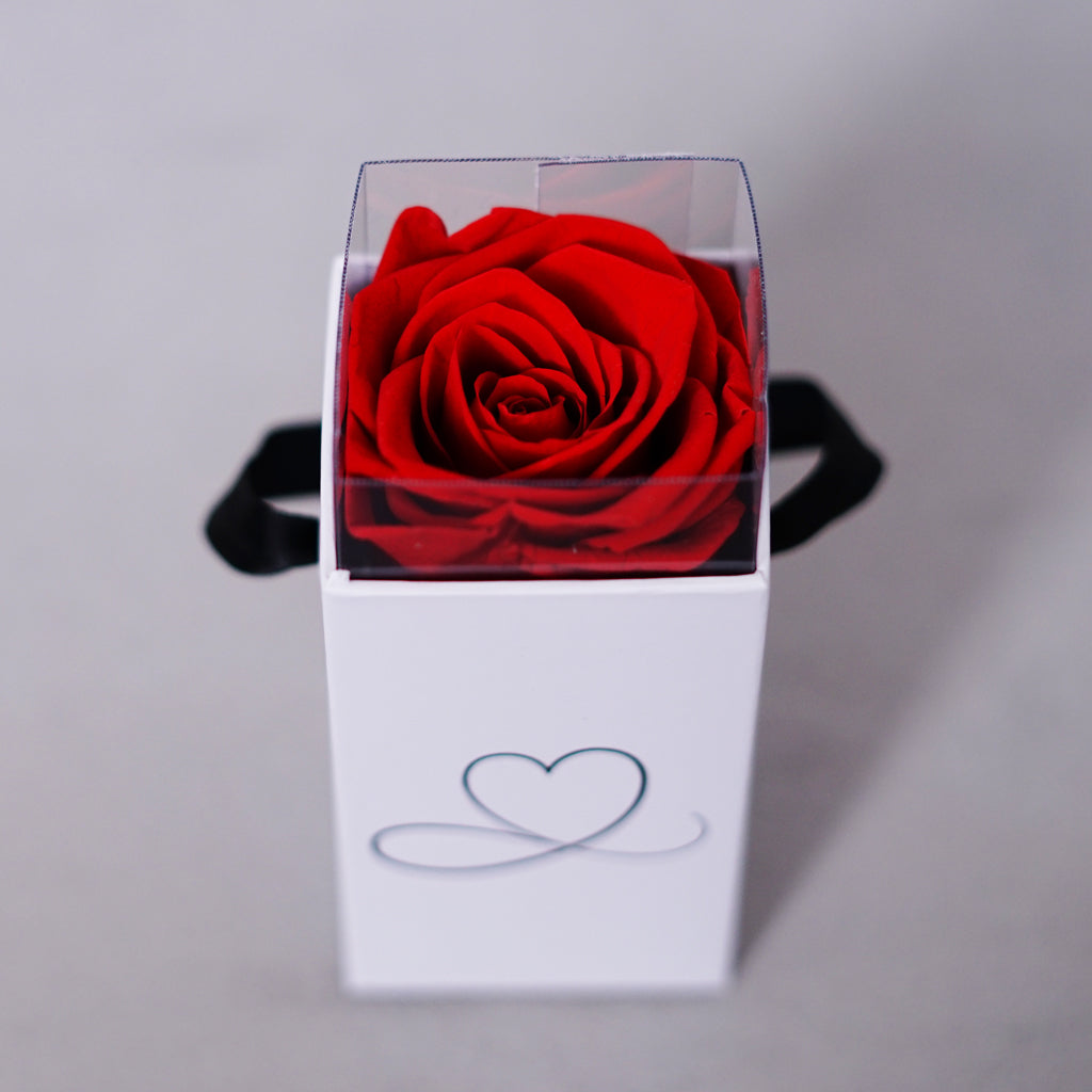 Infinity Rose